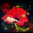 La nymphe coquine du coquelicot la_mymphe_coquine_du_coquelicot_accueil
