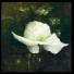 Ces Dames en chapeau blanc ces-dames-en-chapeau_blanc-fondnoir