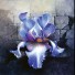Iris de pierre iris-de-pierre-fondnoir